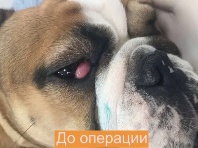 Пролапс слезной железы у собаки - ЗООВЕТСЕРВИС