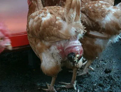 У курицы выпал яйцевод: что делать, причины, симптомы и профилактика