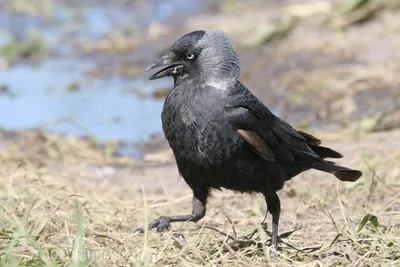 Птица галка: фото и видео «городской» жительницы