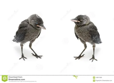 Галка птицы серая изолированная на белой предпосылке Стоковое Изображение -  изображение насчитывающей глаз, оперение: 109017695