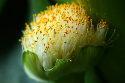 Гемантус. / Все виды рода распространены исключительно в Южной Африке Один  вид, гемантус белоцветковый, часто выращивается в качестве комнатного  растения