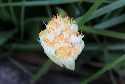 Гемантус белоцветковый: уход в домашних условиях
