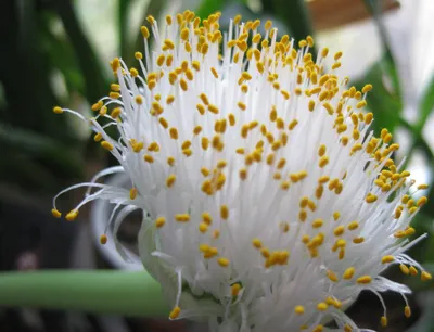 Гемантус – выращивание в домашних условиях, возможные проблемы и фото