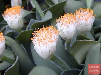 Гемантус белоцветковый — Сад \"мои растения\" — Юлиана (id1480) — на  Leplants.ru