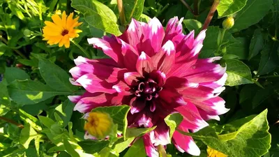 Георгины. Декоративный георгин Дуэт. Dahlias. Decorative Dahlia Duet.  Dekorative Dahlie-Duo. Dahlien - YouTube