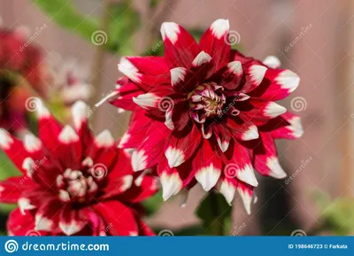 Красный и белый цветок георгина с яркой фоном Стоковое Изображение -  изображение насчитывающей сад, дуэт: 198646723