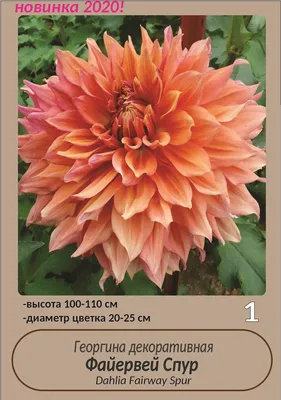 https://agronoma.ru/chuvashiya_kozlovka/lukovichnye-rasteniya/gladiolus-rouz-laguna-gofr-10sht-1214_378512