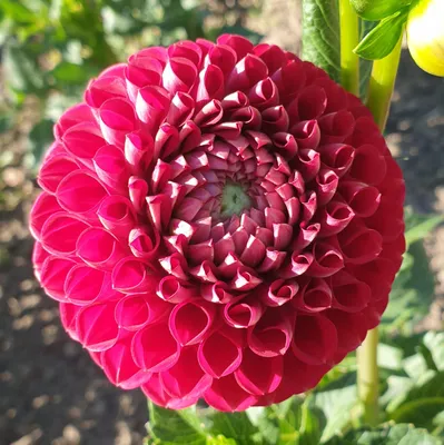 Георгины - радость для глаз: как вырастить эти цветы у себя в саду | САД и  ОГОРОД | Пульс Mail.ru