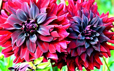 15 сортов георгинов, которые украсят ваш сад | В цветнике (Огород.ru)
