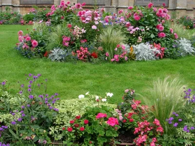 Георгины - яркие краски в вашем саду! | Агрофирма ПОИСК | Дзен