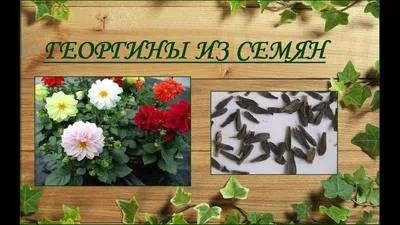 Георгины из семян - выращивание от посева до цветения - YouTube