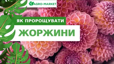 Георгина \"Rocco\" купить почтой в Одессе, Киеве, Украине | Agro-Market