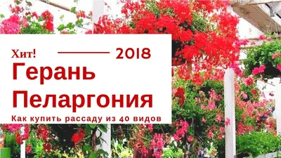 Хит продаж - Герань - Семейная плантация в Сочи