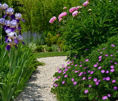 Герань садовая многолетняя: 11 зимостойких сортов с фото и названиями |  Дачный участок