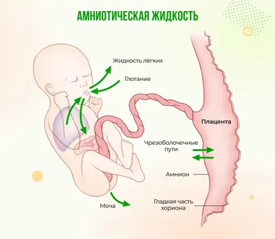 Как развивается беременность по неделям - Лайфхакер