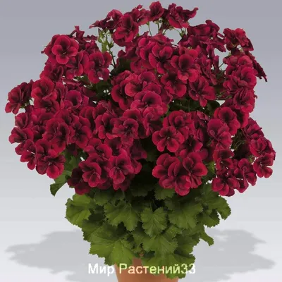 Пеларгония королевская Dark Red - Питомник саженцев и сортовых растений  \"Мир растений\"