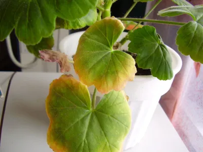 Почему у герани желтеют и сохнут листья: фото, видео
