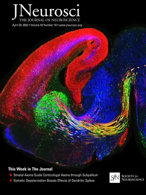 предполагаемая роль взаимодействий между Argonautes, miRISC и РНК-связывающими белками в регуляции локальной трансляции в нейронах и глии | Журнал неврологии