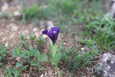 Iris pumila - Изображение особи - Плантариум