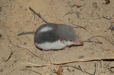 Мышь с длинным носом - 75 фото