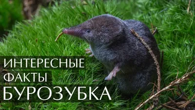 Гигантская бурозубка: описание, особенности и среда обитания | Живность.ру