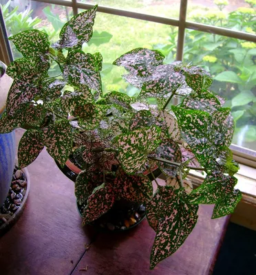 Гипоэстес — яркое растение в крапинку. Уход в домашних условиях. Фото —  Ботаничка