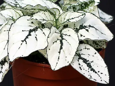 Комнатные растения с белыми листьями - фото и картинки: 70 штук