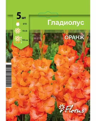 Гладиолус \"Белое золото\". Селекционер: Кузнецов М.А. | Flores, Jardim