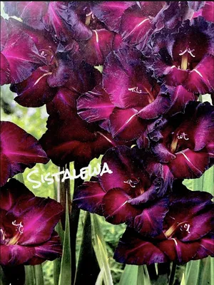 Gladiolus Espresso 5 Bulbs , Burgundy Black Foliage,Velvety Blooms | eBay