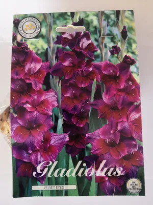 Gladiolus VELVET EYES | Záhradníctvo Hrad