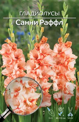 Гладиолус Санни Раффл (уп.7) 10/12 Ависта 07057