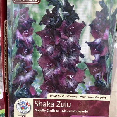 glads shaka zulu | Eising Garden Centre