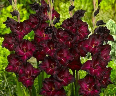 Гладиолус византийский / gladiolus byzantinus — купить по низкой цене на  Яндекс Маркете