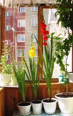 Гладиолусы на балконе: 3 этапа выращивания эффектного растения - Дневники  ремонта obustroeno.club
