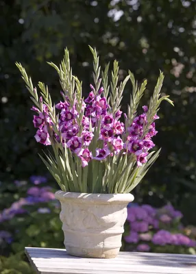 Gladioli glamini 'Jacky' | Цветок гладиолус, Цветы в горшках, Цветы