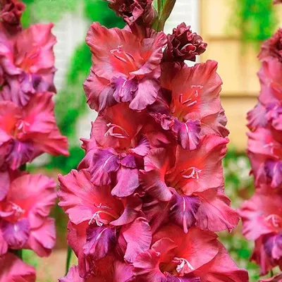 Гладиолус Крупноцветковый Ростов (7) из Луковичные и корневищные цветы  259руб.