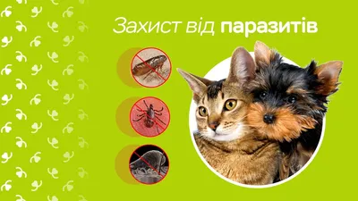 Как понять что у кота глисты: советы по лечению гельминтоза - Зоомагазин MasterZoo