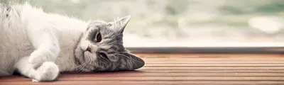 Глисты у кошек: как определить и вылечить? | HOME FOOD