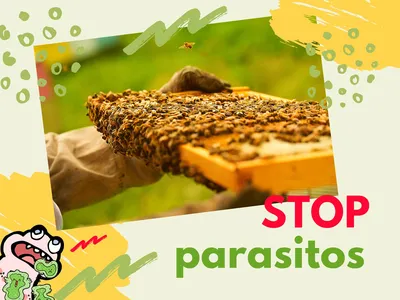 Антипаразитарная терапия [Продукты пчеловодства в борьбе с паразитами]. Статьи компании «Иммуномаркет Веселица»