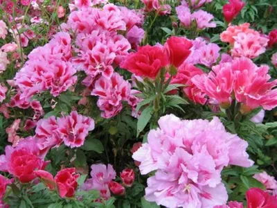 Годеция (45 фото): выращивание из семян, когда сажать цветок, посадка и  уход, крупноцветковая, азалиецветковая, монарховая