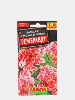 Семена Годеция Рембрандт махровая за 114 ₽ купить в интернет-магазине  KazanExpress