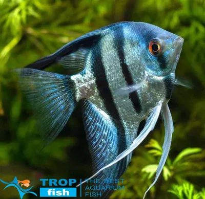 Скалярия голубая | Скалярии | Каталог | TropFish – здоровые аквариумные  рыбки оптом с быстрой доставкой по Украине.