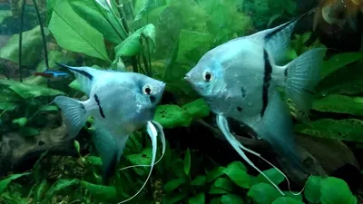 Голубая скалярия: содержание, питание, разведение в аквариуме