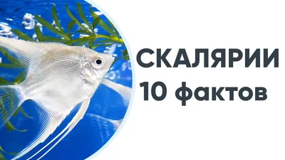 Скалярии: виды, уход, содержание, размножение, совместимость, корм,  фото-обзор