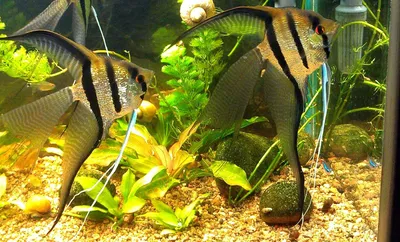Рыбка скалярия – перламутровая красавица. Описание и фото скалярии