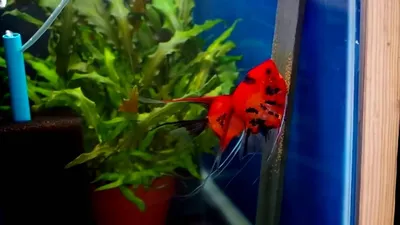 Скалярия красная (Pterophyllum scal. super red devil) оптом от производителя