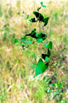 Горец вьюнковый (Polygonum convolvulus L.) - семейство гречишных, вьющийся  стебель, корневая система стержневая. Сорняки.