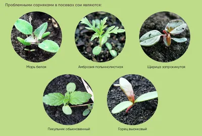 Бизон Эдванс — новый гербицид для защиты сои - PrimaMedia