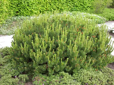 Сосна : Сосна горная Пумилио Pinus mugo Pumilio С 5 35-40 cm