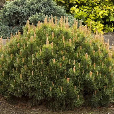 Сосна Горная Пумилио (Pinus mugo Pumilio) – Gardenays